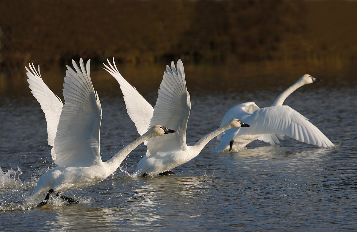 Tundra Swans