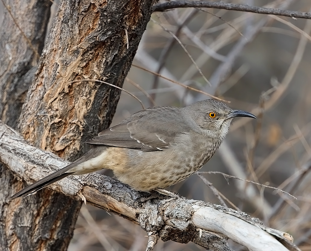 Curve-billed Thrasher