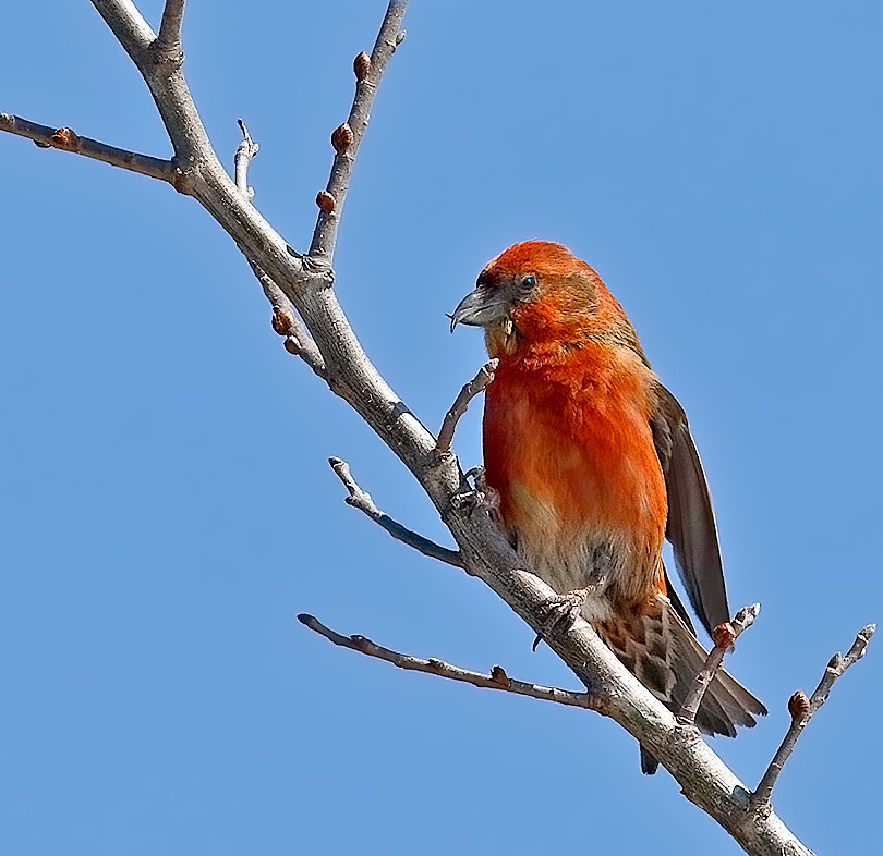 Red Crossbill