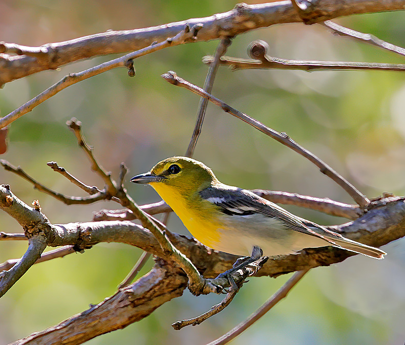 Yellow-throated Vireo