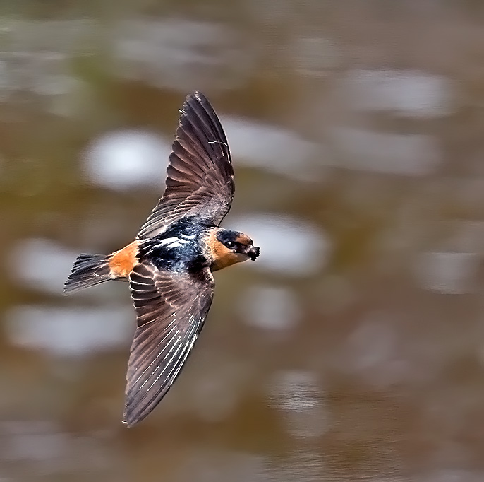 Cave Swallow