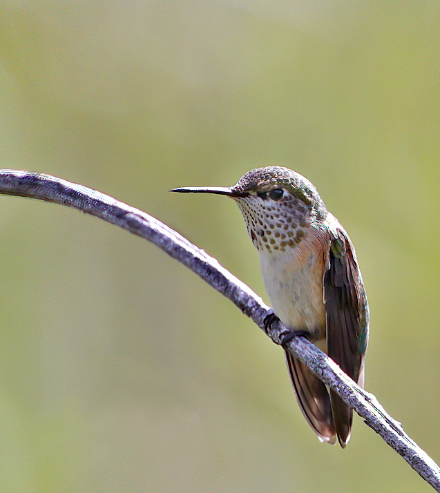 Calliope Hummingbird