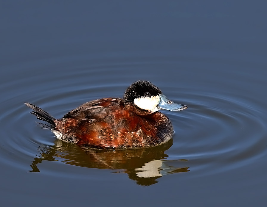 Ruddy Duck