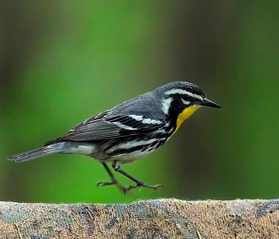 Yellow-throated Warbler