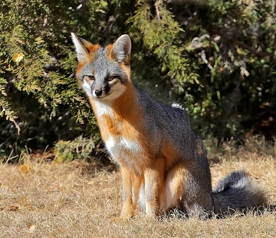 Gray Fox