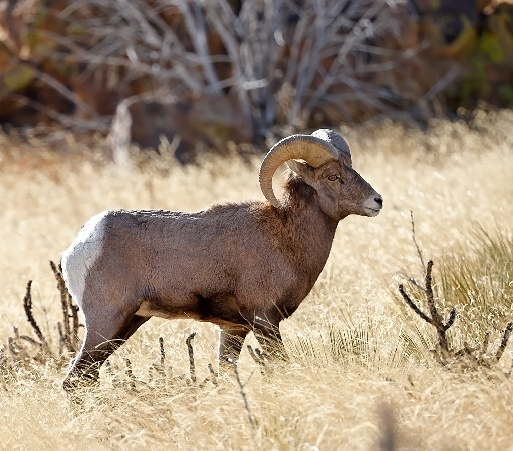 Bighorn Sheep