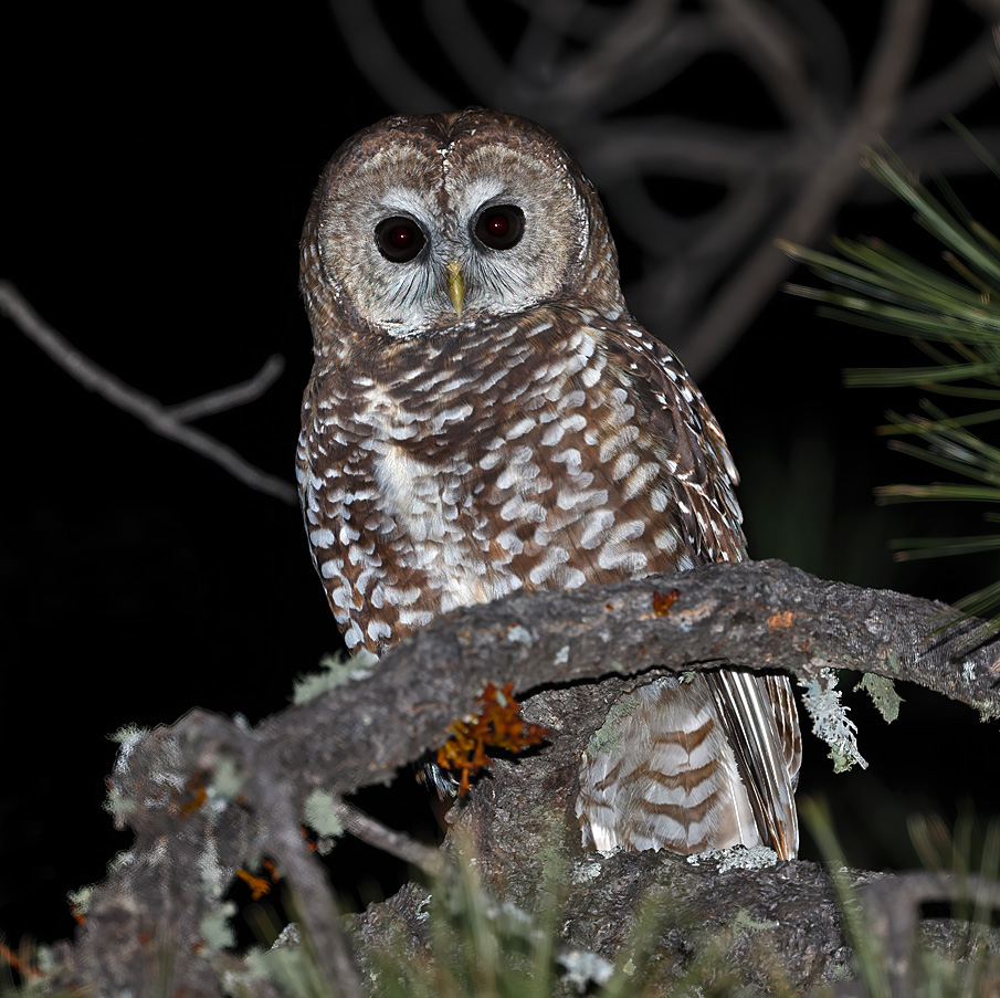 Spotted Owl