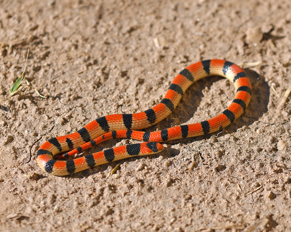 Variable Groundsnake