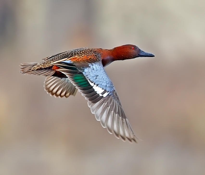 Cinnamon Teal