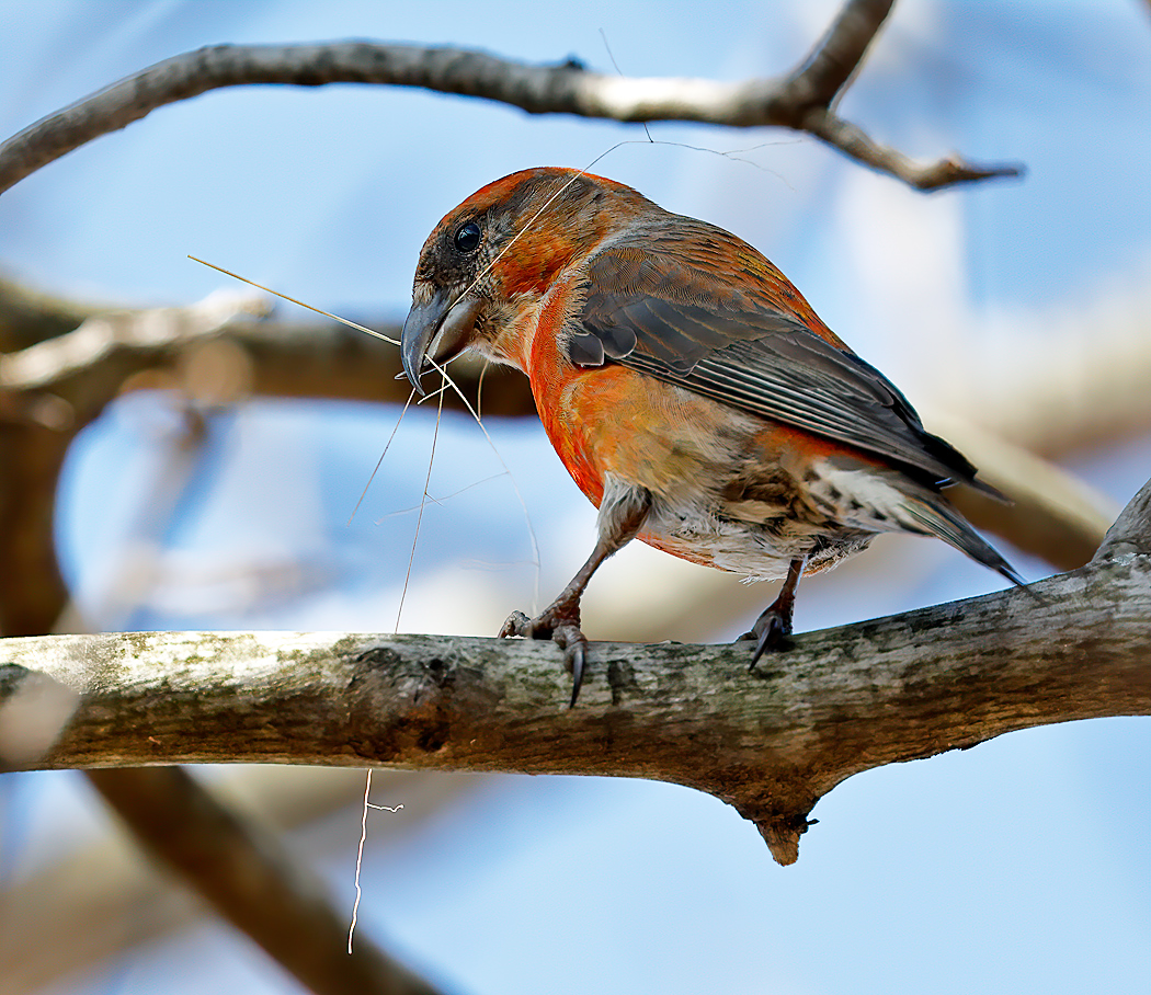 Red Crossbill