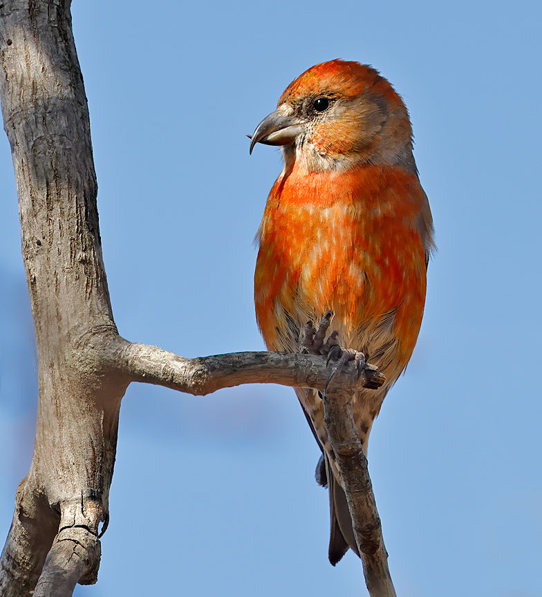 Red Crossbill