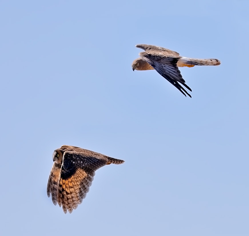 Long-eared Owl