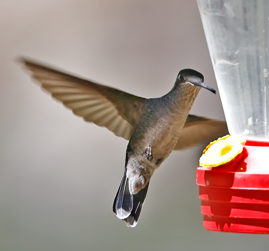 Magnificent Hummingbird