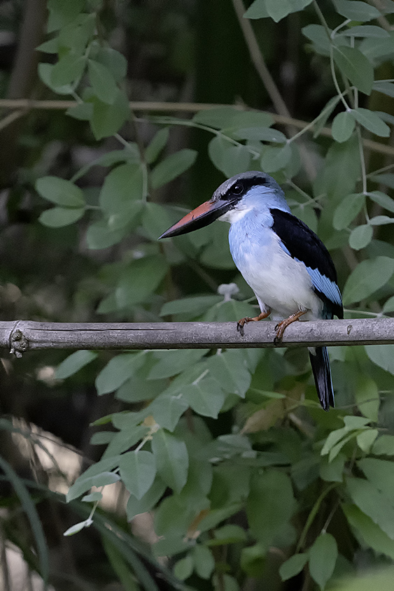 Blue-breasted Kingfisher / Teugelijsvogel