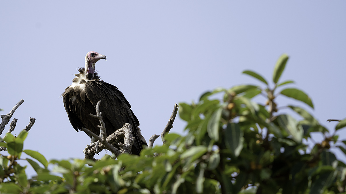 Hooded Vulture / Kapgier