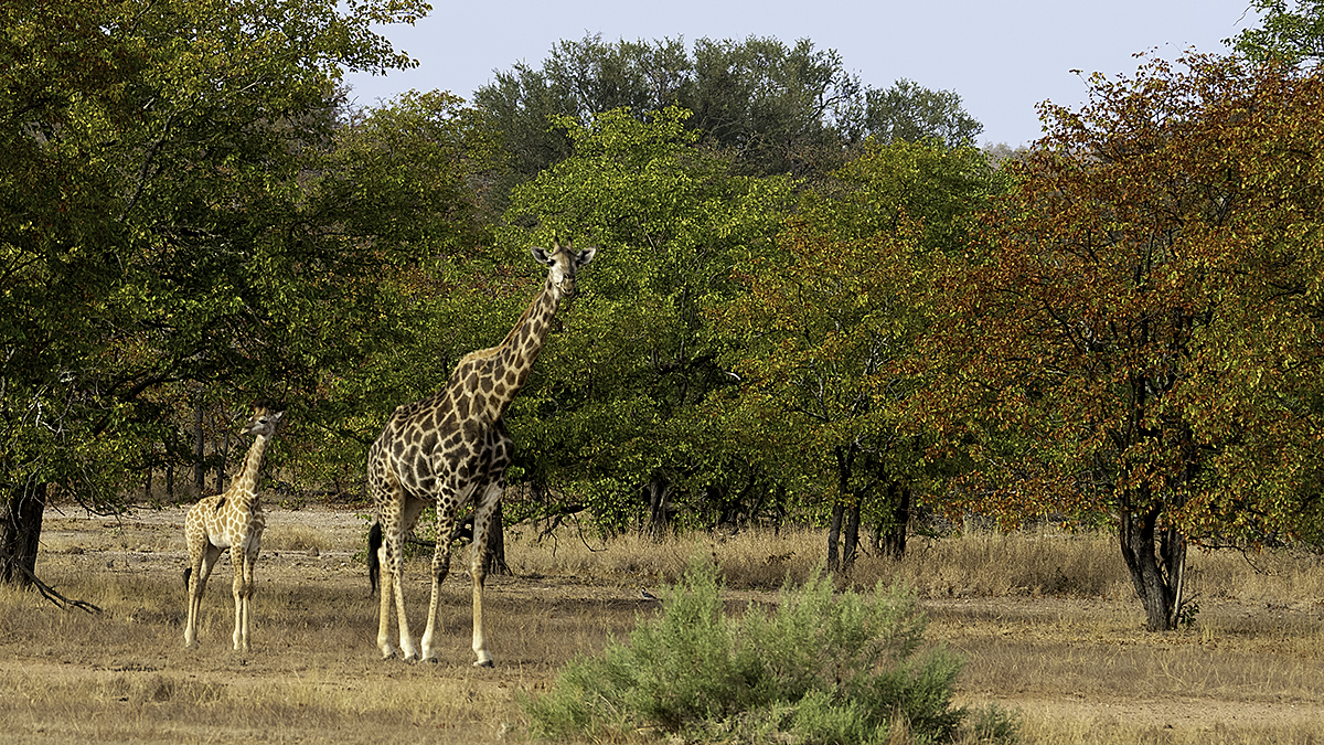 Giraffe / Giraffe