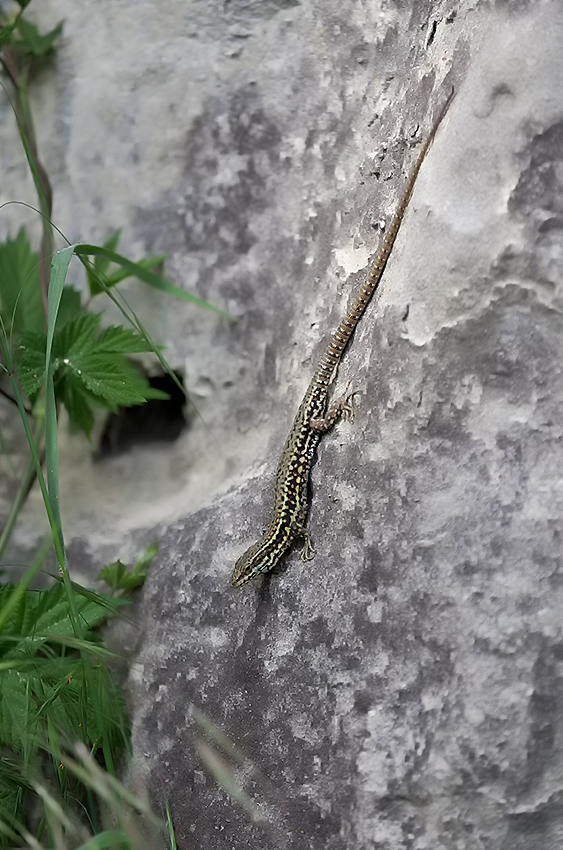 Muurhagedis / Common wall lizard