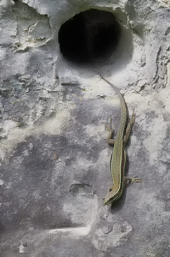 Muurhagedis / Common wall lizard