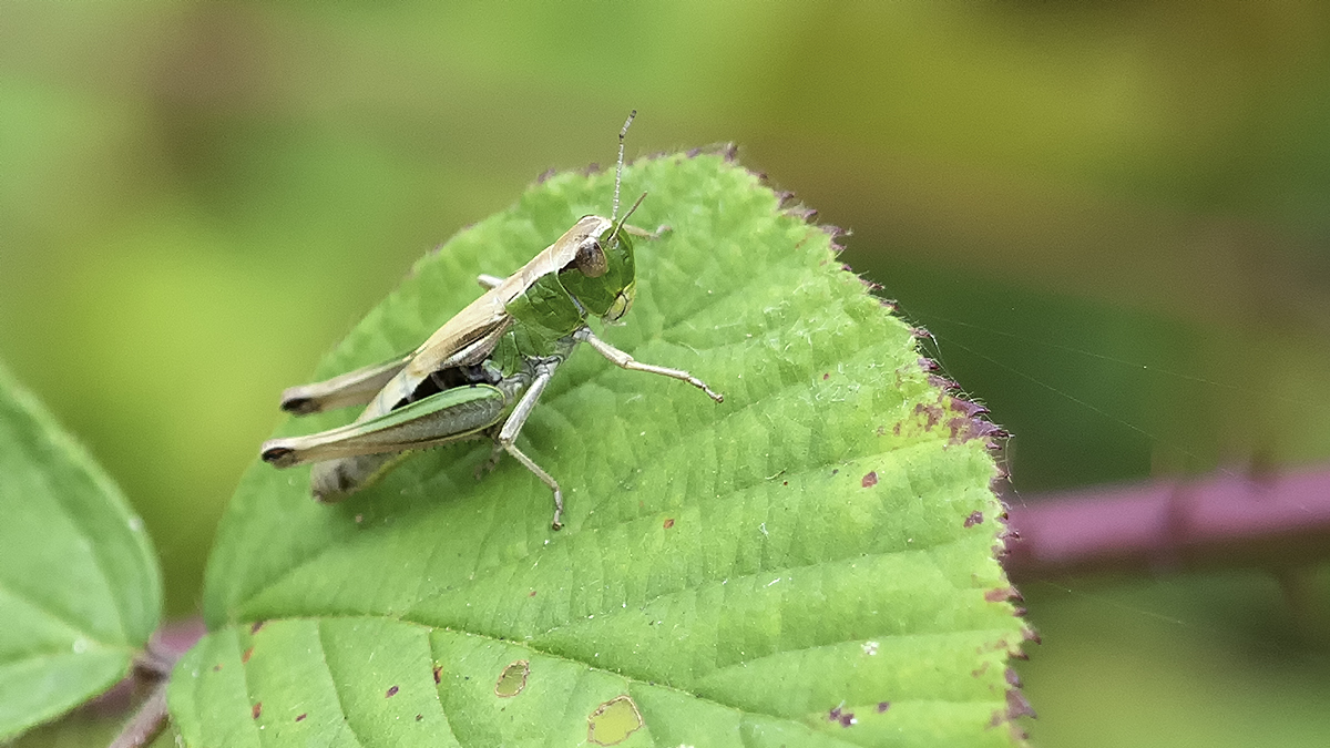 Pseudochorthippus parallelus / Krasser