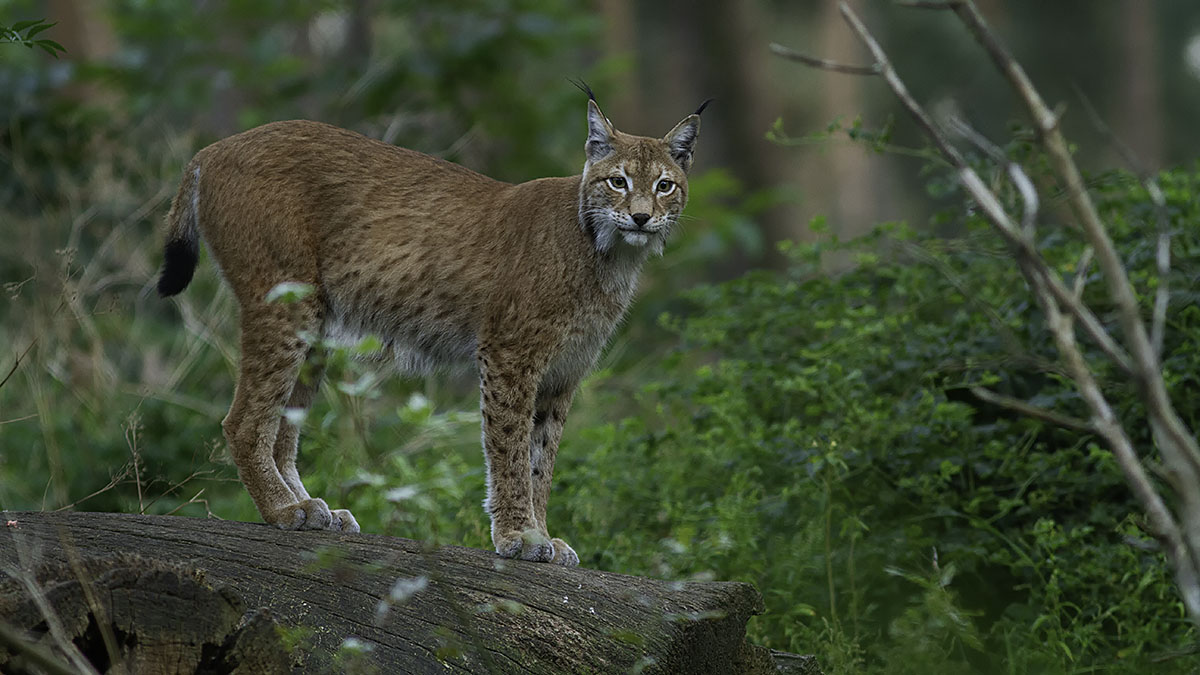 Eurasian Lynx / Euraziatische Lynx photo - cor visser nature phography ...