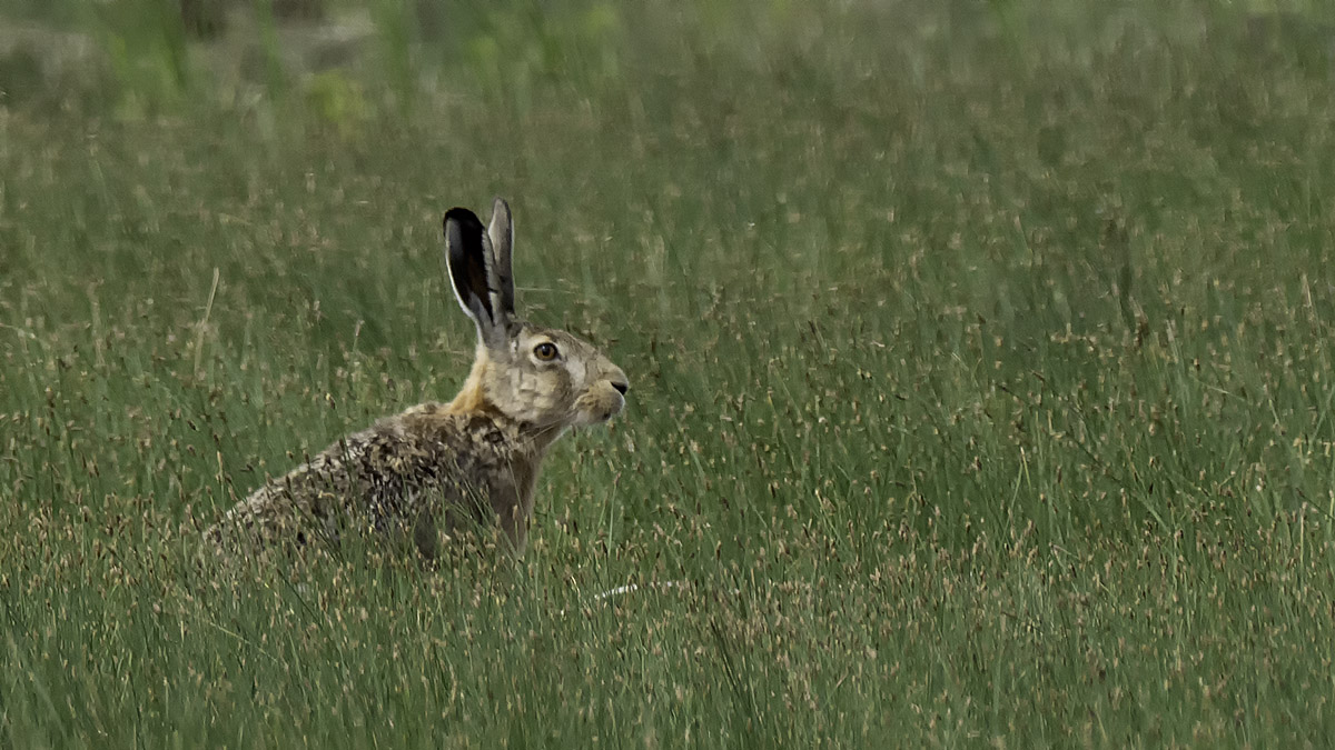 Haas / European hare