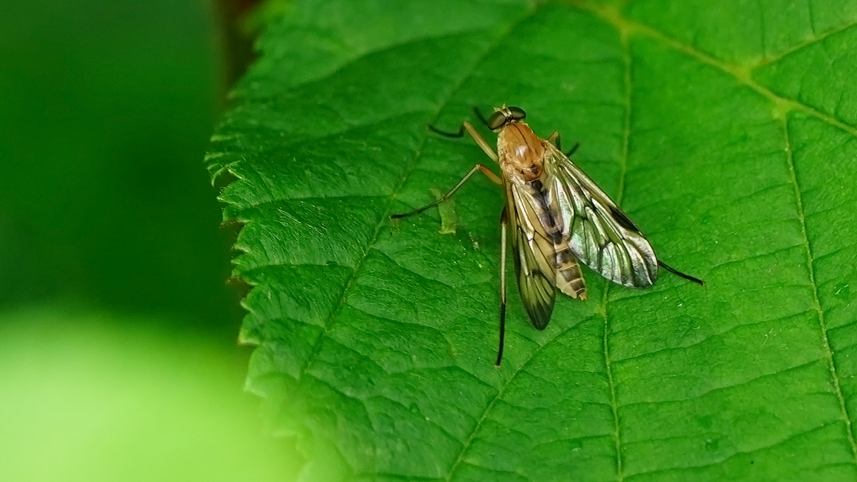 Gewone snipvlieg / Rhagio scolopaceus