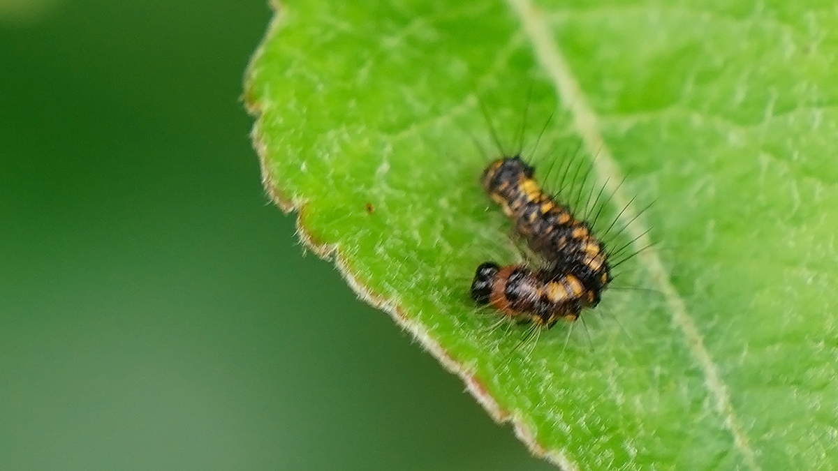 Psi-uil / Acronicta psi
