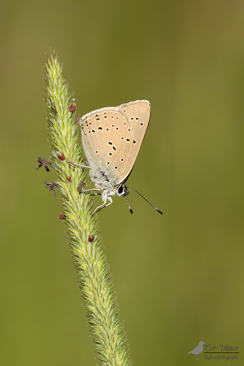Rode vuurvlinder ssp. eurydame / Lycaena hippothoe