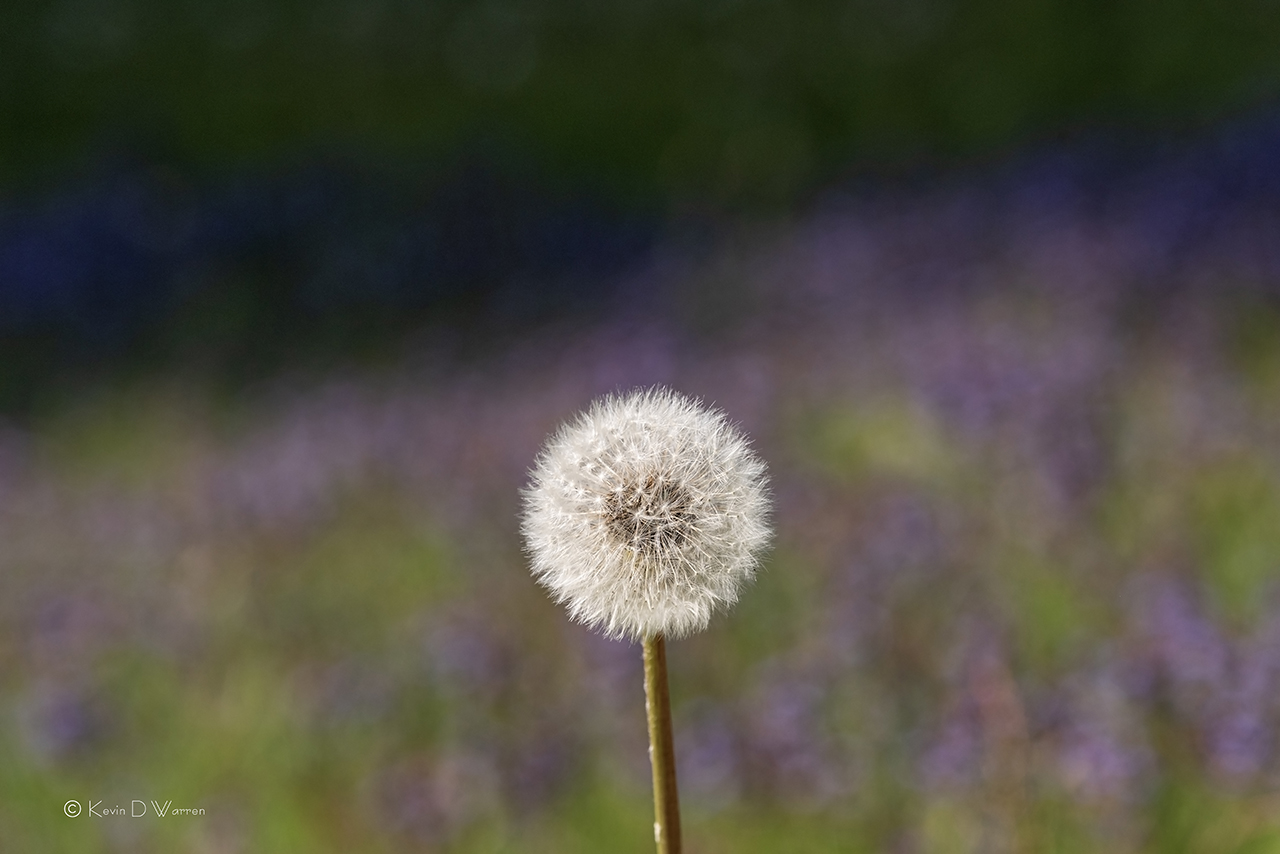 Puffball