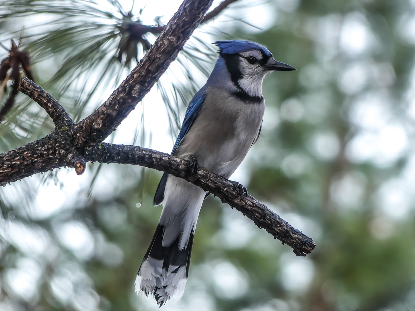 Blue Jay