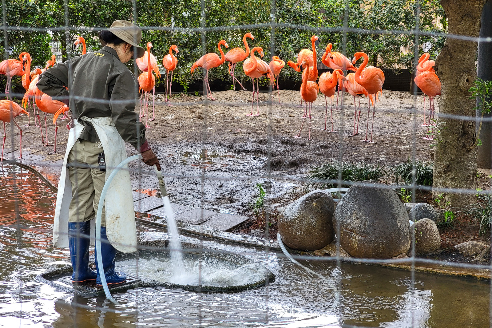 Flamingos, Ueno Zoo, Tokyo