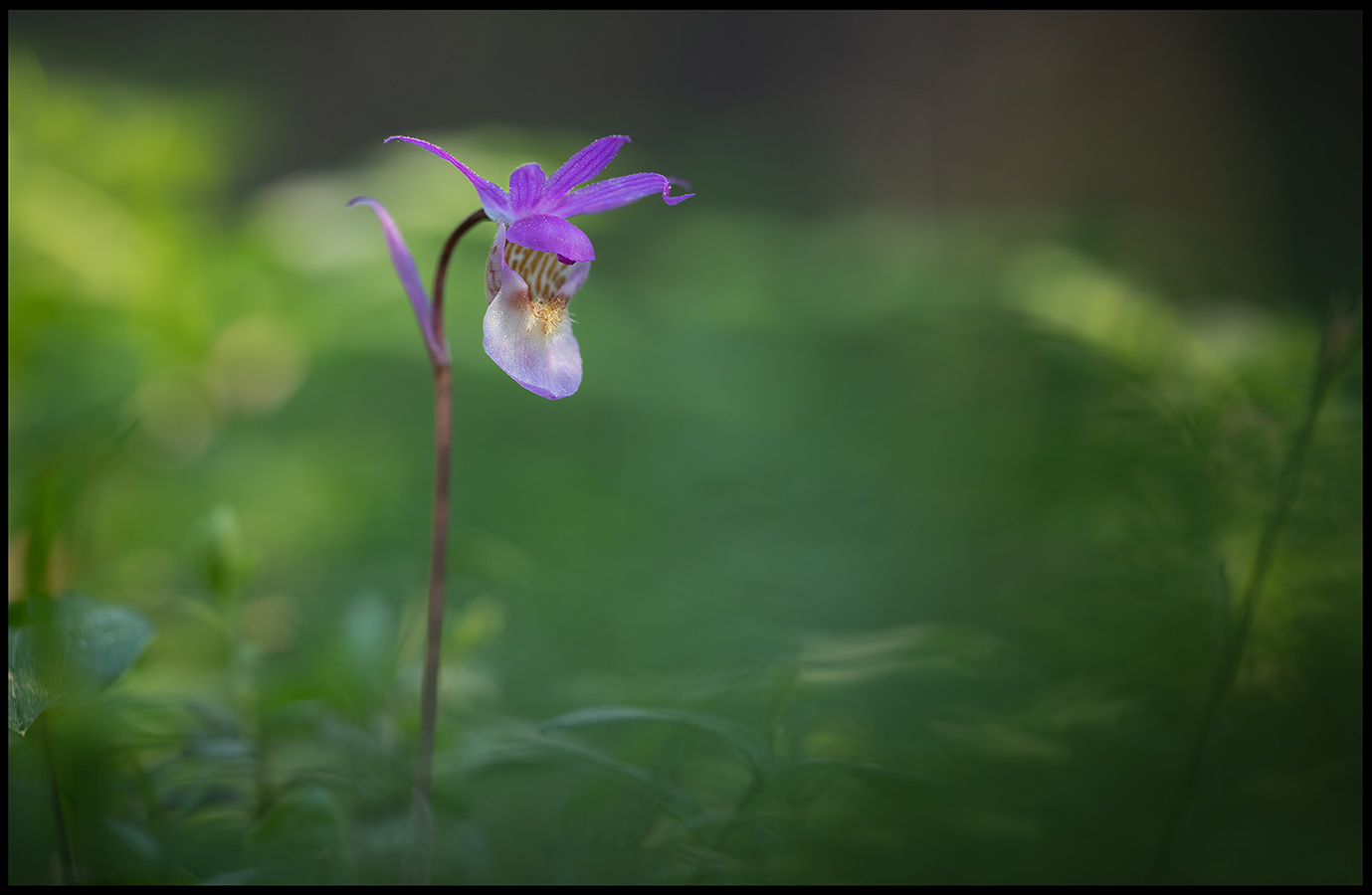 Norna (Calypso orchid) - ngermanland