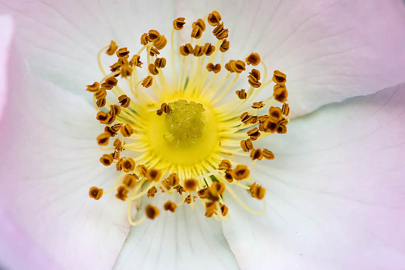 Macro_07.jpg