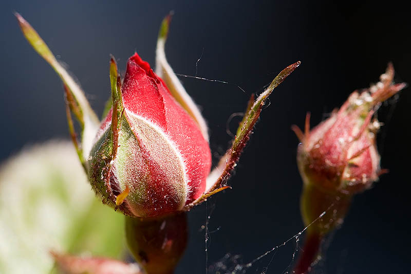 Flora_26.jpg