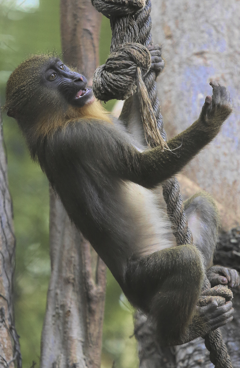 Tufted Capuchin Monkey