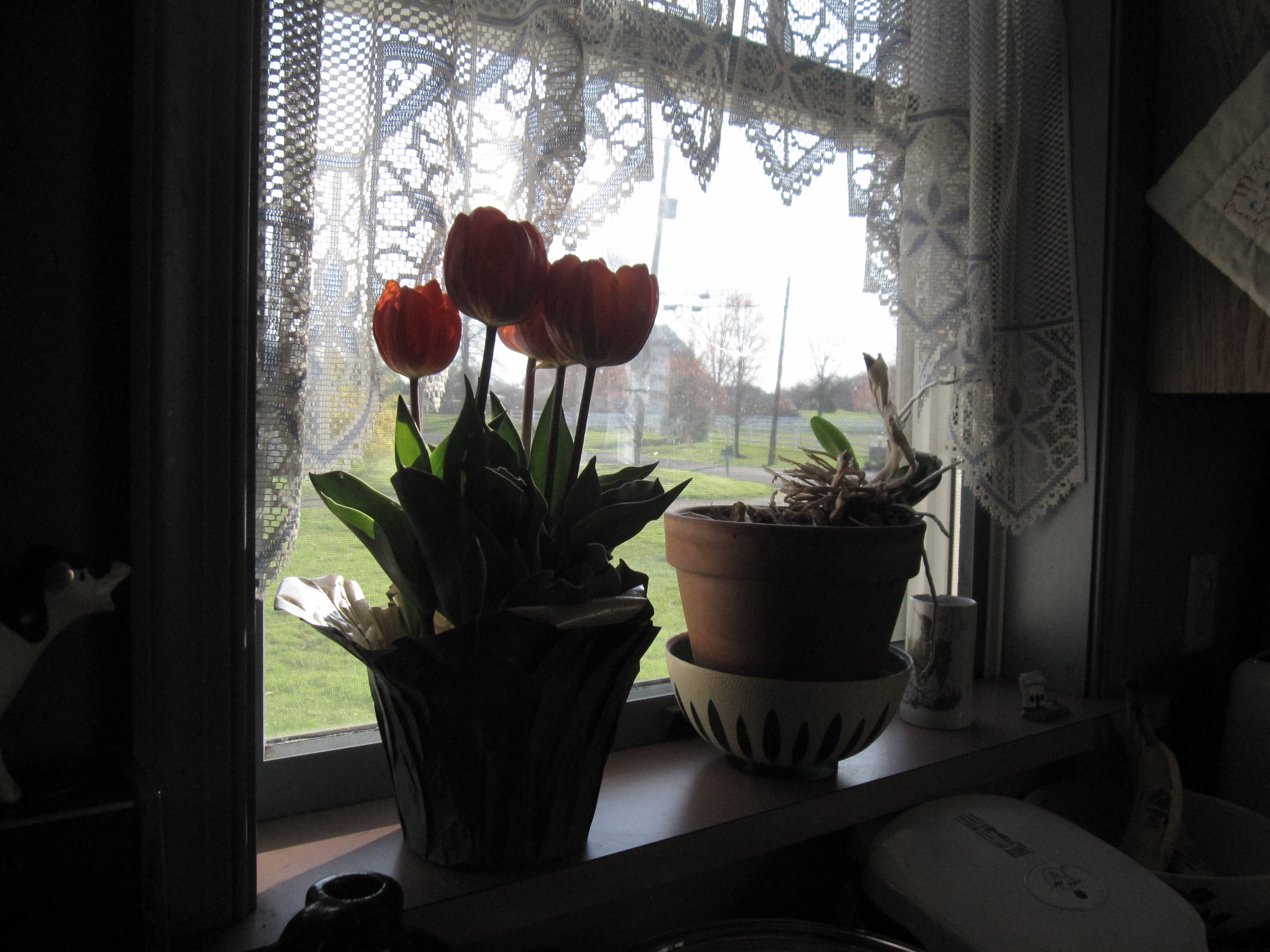 IMG_0197.JPG _Tulips