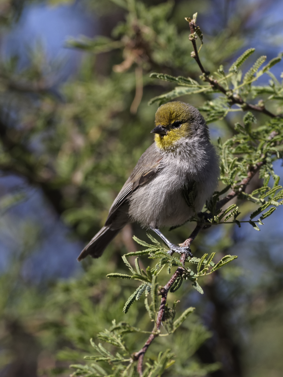 Verdin