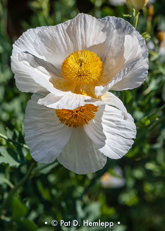 In the garden 