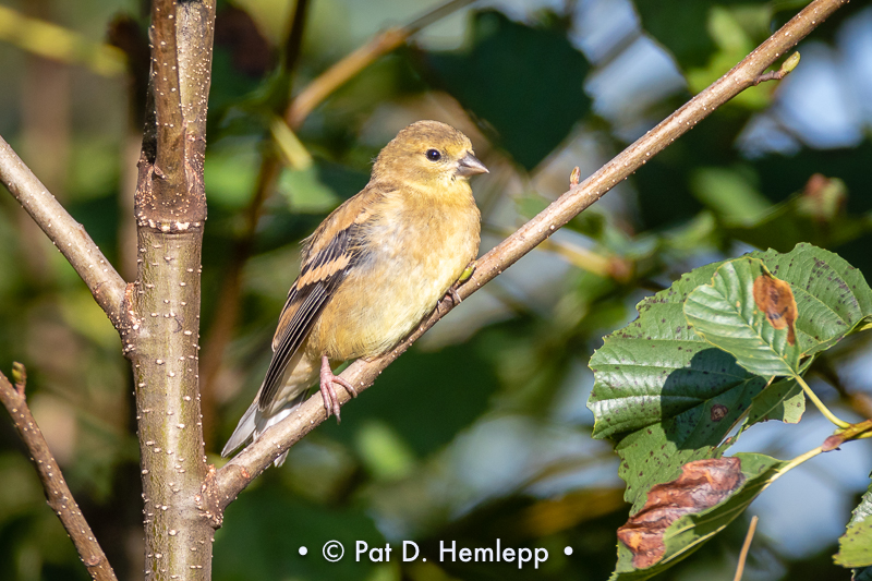 Finch at rest