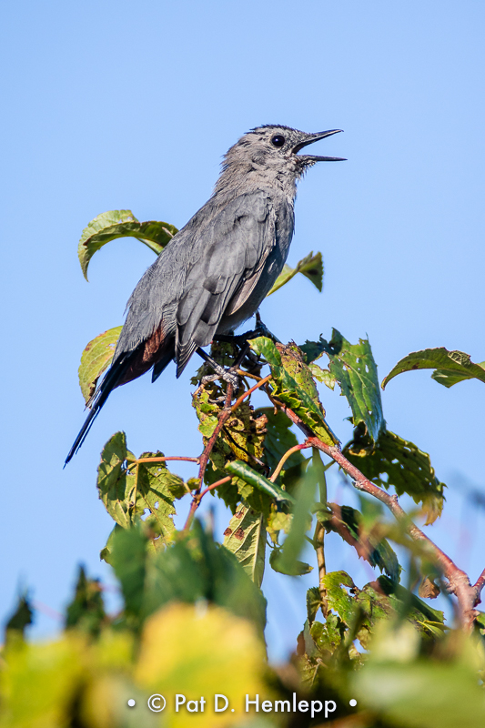 Catbird calling