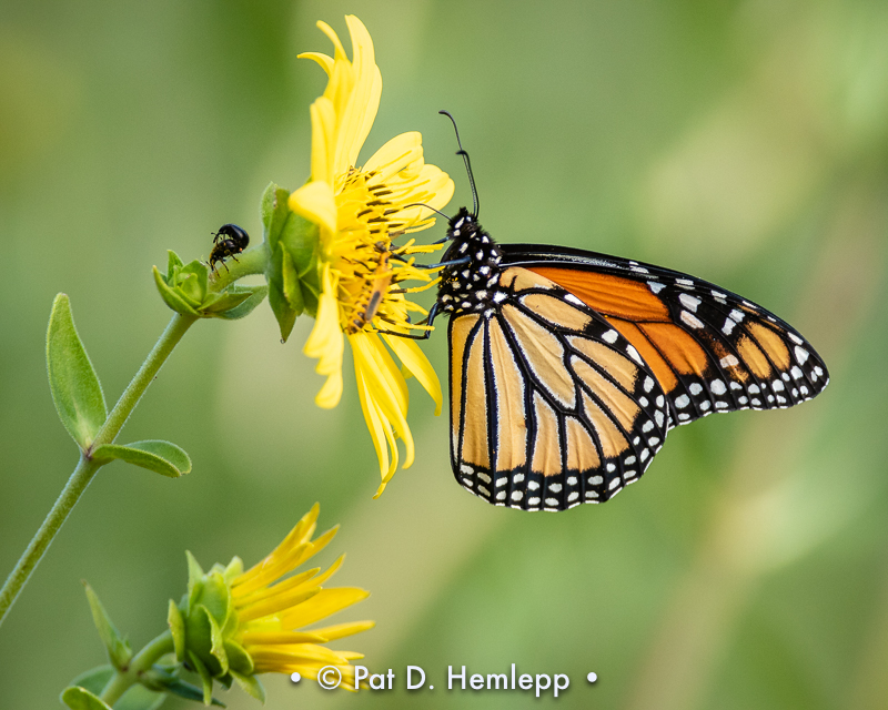 Monarch butterfly