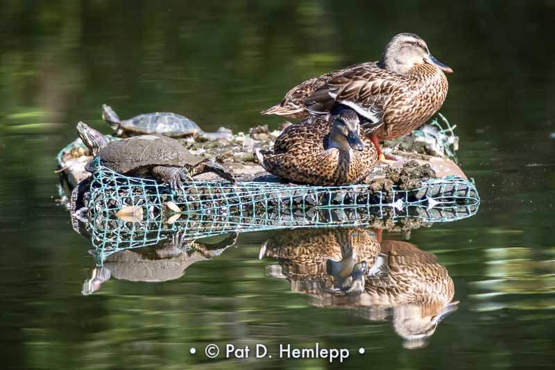 Resting spot