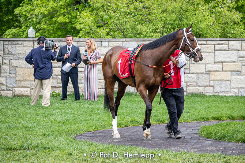 In the paddock