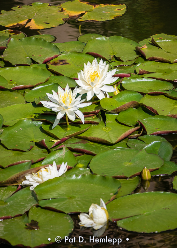 Water lilies