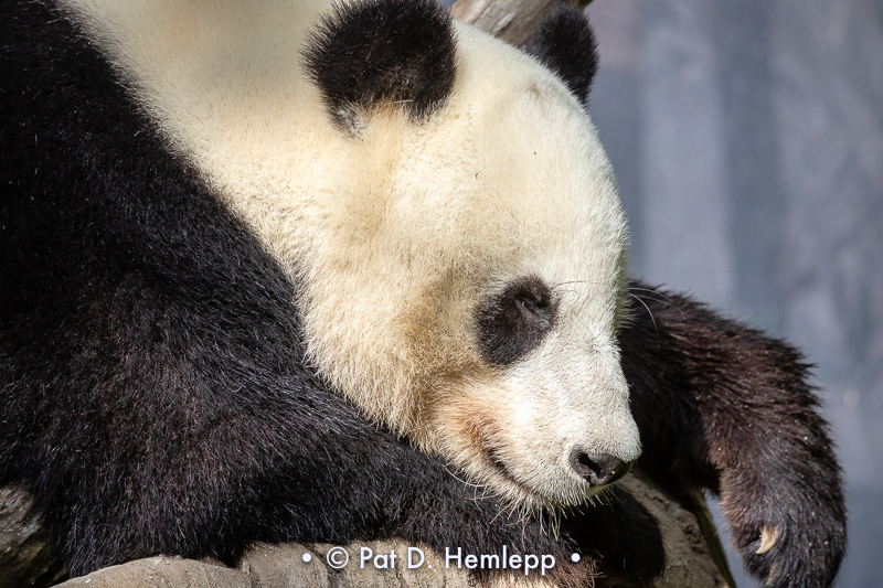 Sleeping panda