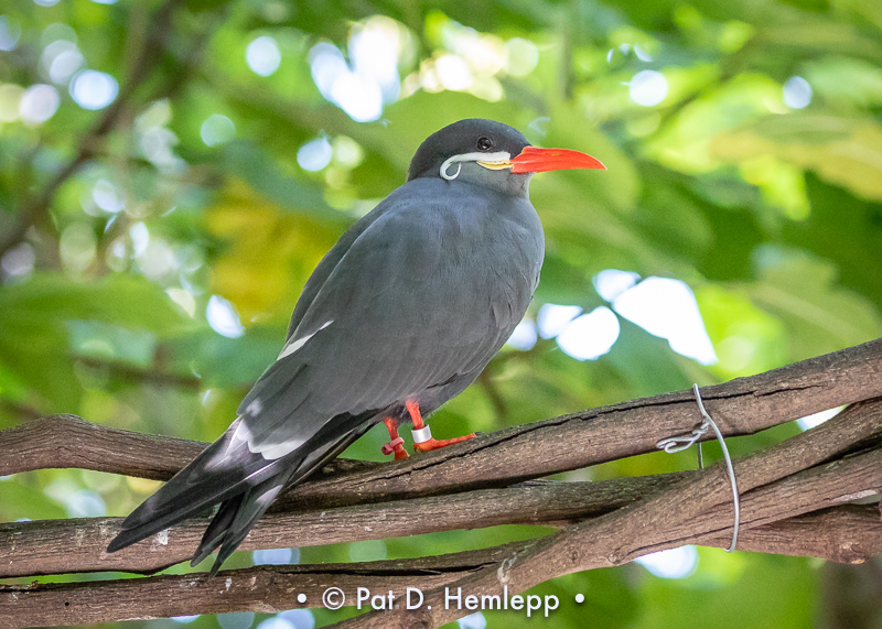 Mustached bird