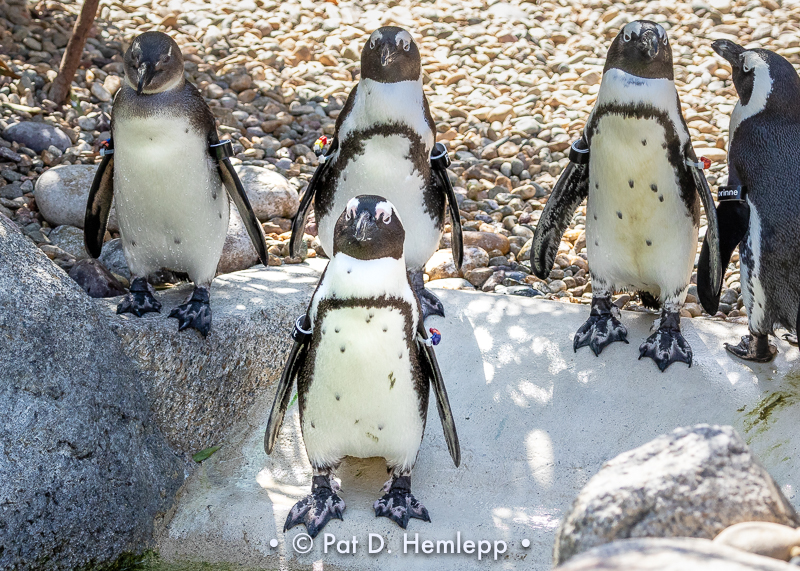 Penguin with backup