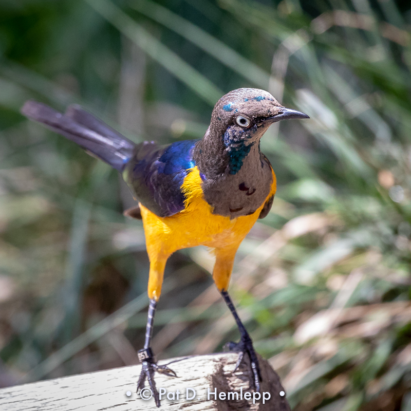 Colorful starling
