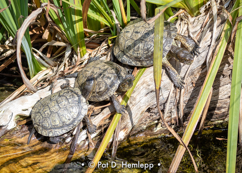 Turtle trio