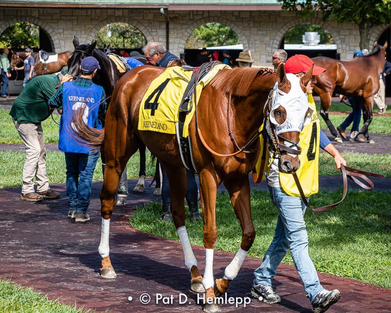 Moonfield in paddock